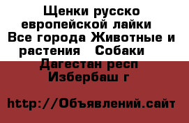 Щенки русско европейской лайки - Все города Животные и растения » Собаки   . Дагестан респ.,Избербаш г.